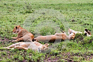 East African lionesses Panthera leo in the grass