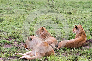 East African lionesses Panthera leo in the grass