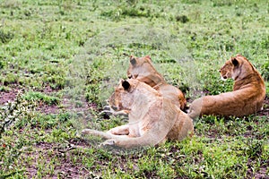 East African lionesses Panthera leo in the grass