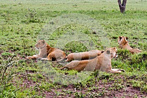 East African lionesses Panthera leo in the grass