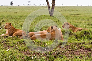 East African lionesses Panthera leo in the grass