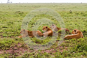 East African lionesses Panthera leo in the grass