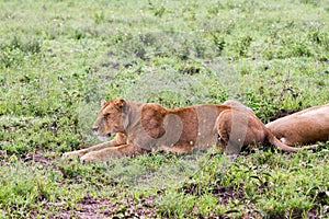 East African lionesses Panthera leo in the grass