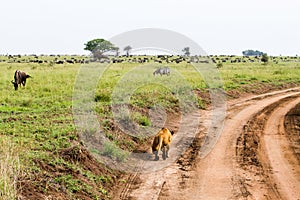 East African lionesses Panthera leo hunting in Serengeti