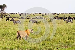 East African lionesses Panthera leo hunting in Serengeti