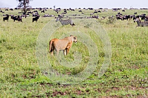 East African lionesses Panthera leo hunting in Serengeti