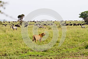 East African lionesses Panthera leo hunting in Serengeti