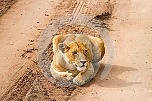 East African lionesses Panthera leo preparing for hunting