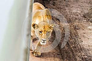 East African lionesses Panthera leo preparing to hunt