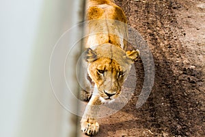 East African lionesses Panthera leo preparing to hunt