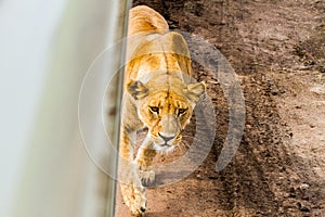 East African lionesses Panthera leo preparing to hunt