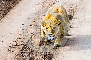 East African lionesses Panthera leo preparing to hunt