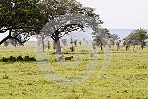 East African lionesses Panthera leo in Serengeti National Park, Tanzania