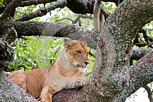 East African lionesses Panthera leo in a tree