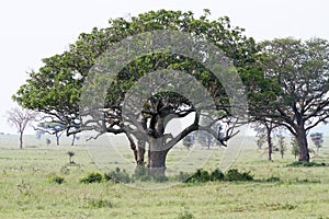 East African lionesses Panthera leo in a tree