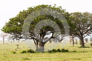 East African lionesses Panthera leo in a tree