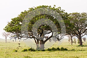 East African lionesses Panthera leo in a tree