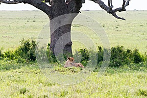 East African lionesses Panthera leo under a tree