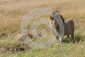 East African Lions (Panthera leo nubica)