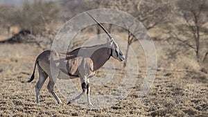 East African Oryx in Arid Field