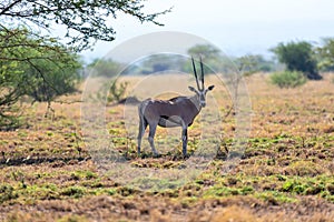 East African oryx, Awash Ethiopia