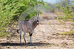 East African oryx, Awash Ethiopia