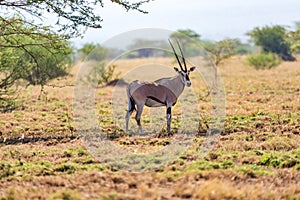 East African oryx, Awash, Ethiopia wildlife