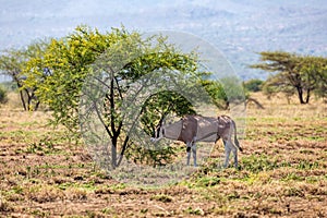 East African oryx, Awash, Ethiopia wildlife