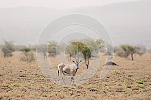 East African oryx, Awash Ethiopia wildlife