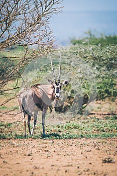 East African oryx, Awash Ethiopia wildlife