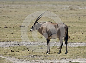East African Oryx, Gemsbok, Oryx beisa