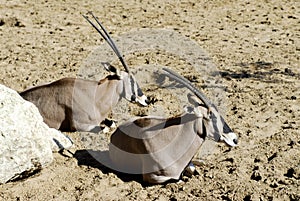 East African Oryx lying on the sand