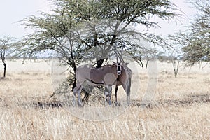 East African oryx Oryx beisa