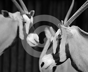 The East African oryx Oryx beisa