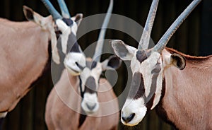 The East African oryx Oryx beisa