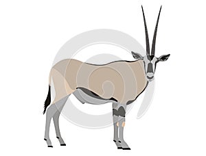 East African oryx, Oryx beisa