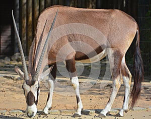 The East African oryx Oryx beisa