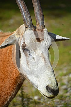 The East African oryx Oryx beisa,