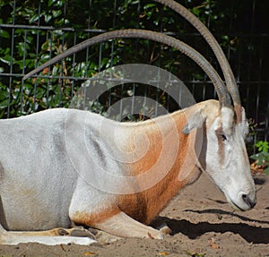 The East African oryx Oryx beisa,