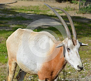 The East African oryx Oryx beisa,