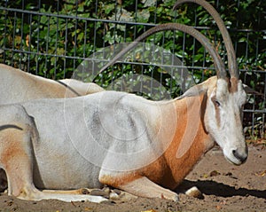 The East African oryx Oryx beisa,