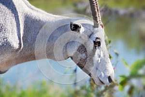 The East African oryx Oryx beisa