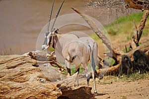 The East African oryx (Oryx beisa) stands behind the trunk of a dead tree.