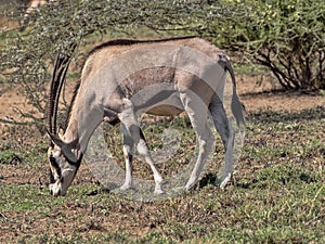 East African Oryx, Oryx gazella beisa, Awash National Park, Ethiopia