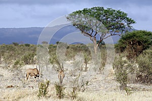 East African Oryxes