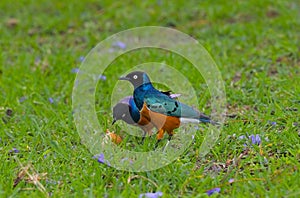 East African songbirds of the starling family Superb Starling (Spreo superbus