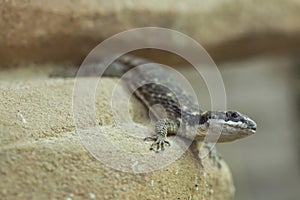 East African spiny-tailed lizard (Cordylus tropidosternum)