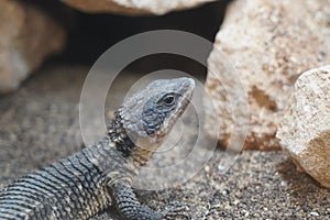 East African spiny tailed lizard