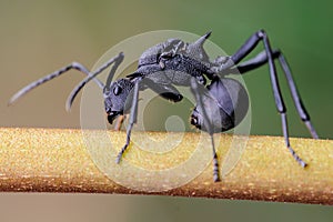 East-Asian black ant on a stem