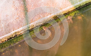 East Asian bullfrog tadpole in pond